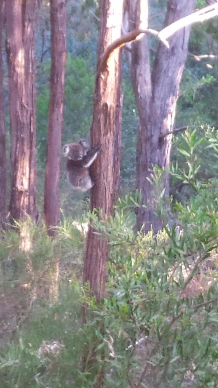 Stringybark Hills Retreat *